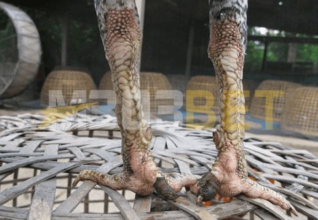 Detail Gambar Memotong Ayam Aduan Nomer 10