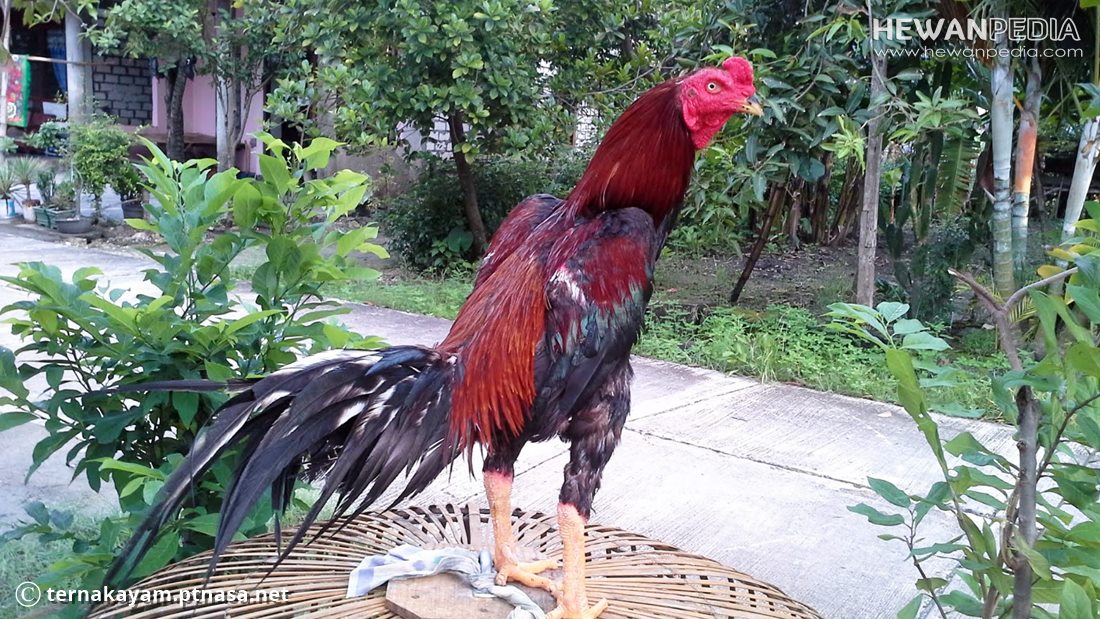 Detail Gambar Memotong Ayam Aduan Nomer 11