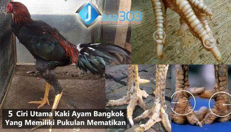 Detail Gambar Memotong Ayam Aduan Nomer 12