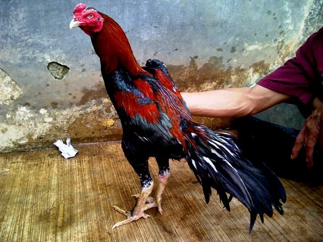 Detail Gambar Memotong Ayam Aduan Nomer 13