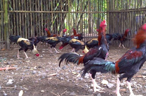 Detail Gambar Memotong Ayam Aduan Nomer 14