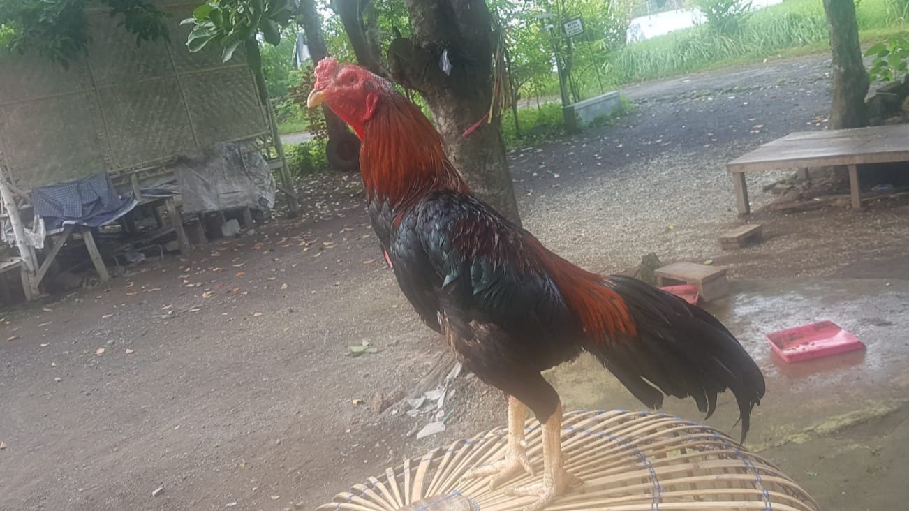 Detail Gambar Memotong Ayam Aduan Nomer 15