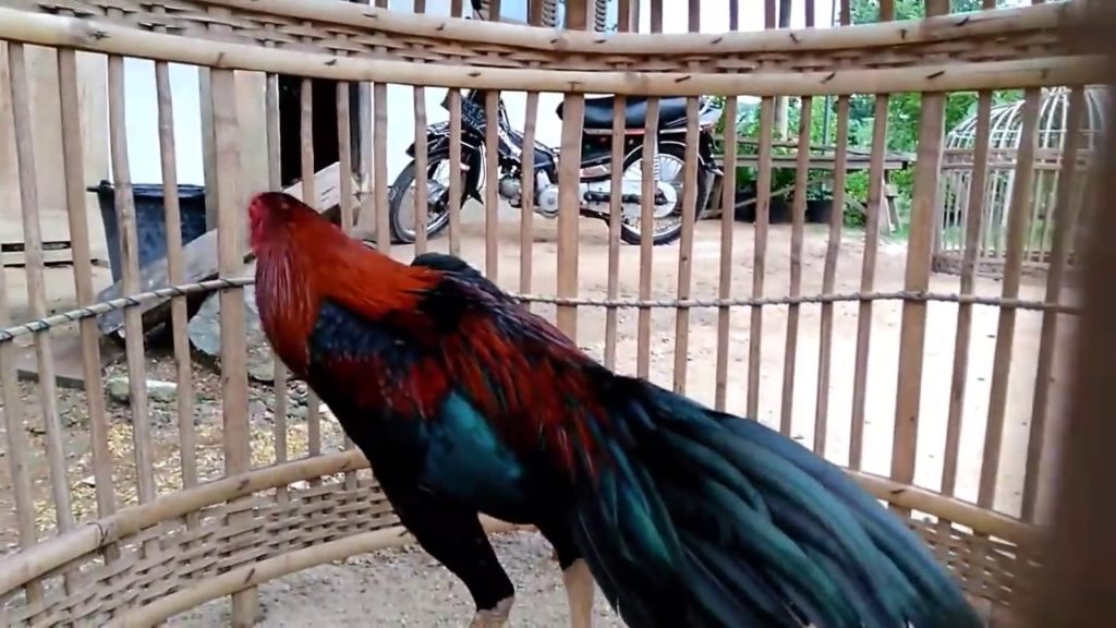 Detail Gambar Memotong Ayam Aduan Nomer 16