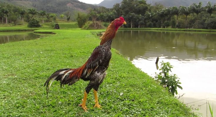 Detail Gambar Memotong Ayam Aduan Nomer 17