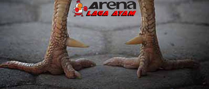 Detail Gambar Memotong Ayam Aduan Nomer 18