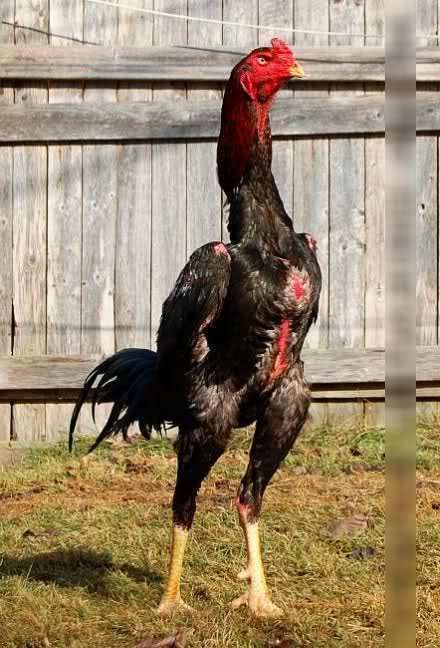 Detail Gambar Memotong Ayam Aduan Nomer 21