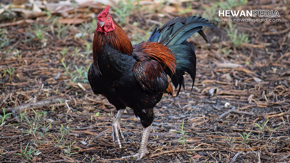 Detail Gambar Memotong Ayam Aduan Nomer 22