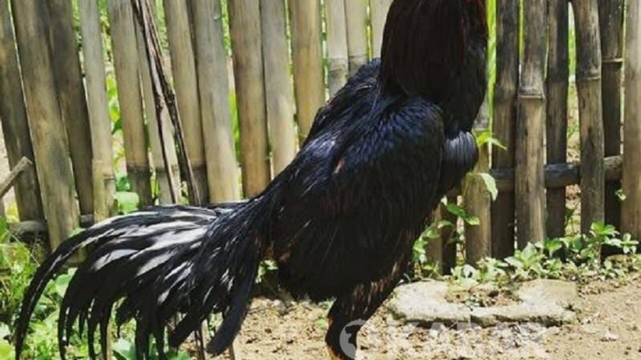 Detail Gambar Memotong Ayam Aduan Nomer 23