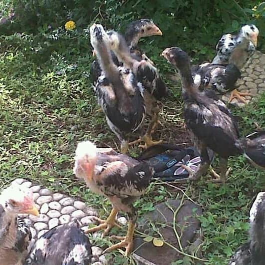 Detail Gambar Memotong Ayam Aduan Nomer 24