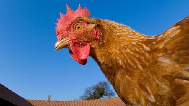 Detail Gambar Memotong Ayam Aduan Nomer 25
