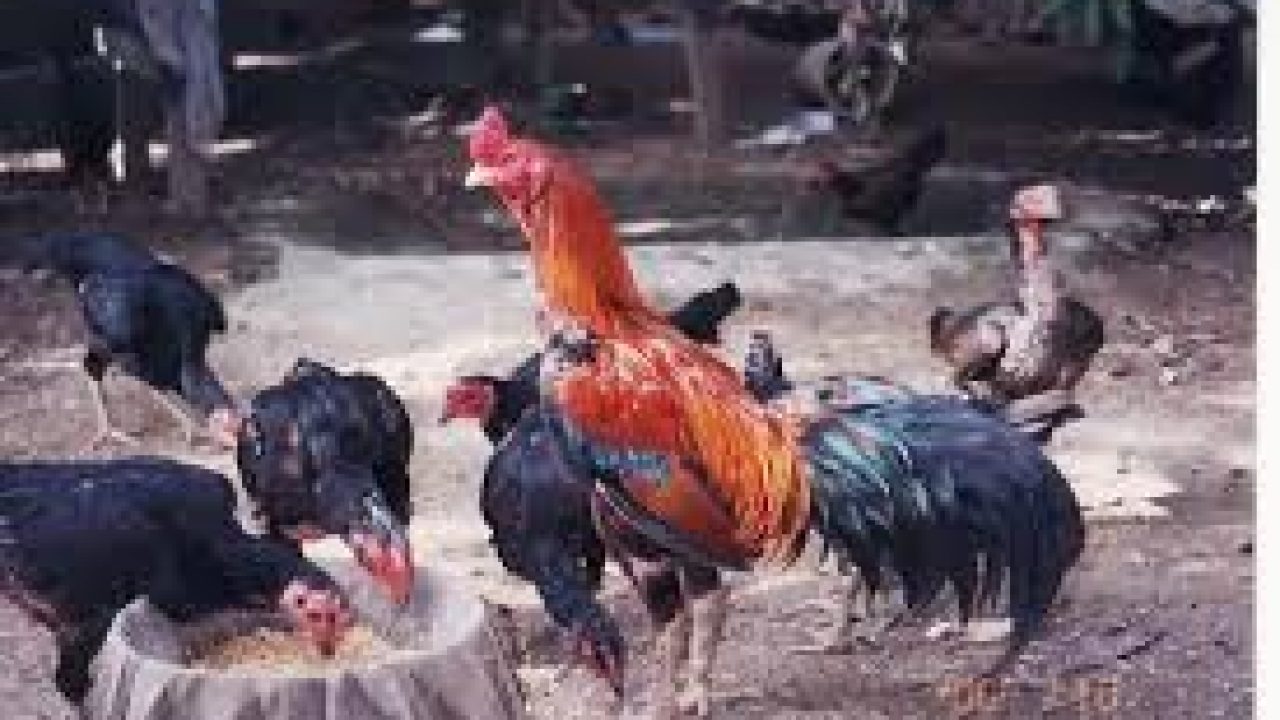 Detail Gambar Memotong Ayam Aduan Nomer 26