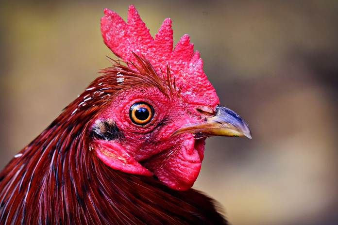 Detail Gambar Memotong Ayam Aduan Nomer 27