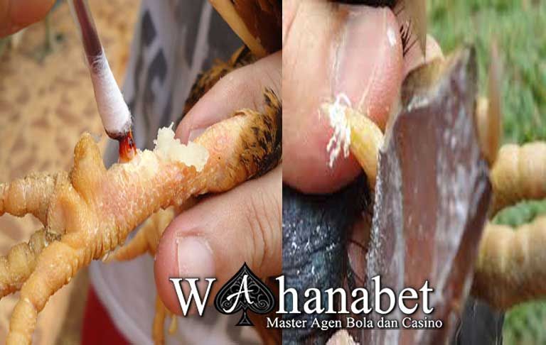 Detail Gambar Memotong Ayam Aduan Nomer 4
