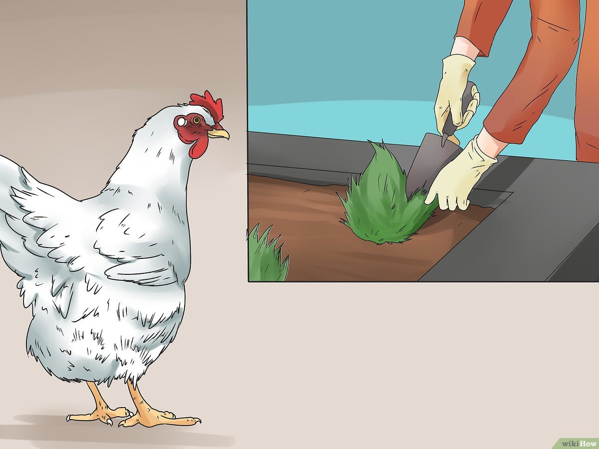Detail Gambar Memotong Ayam Aduan Nomer 28