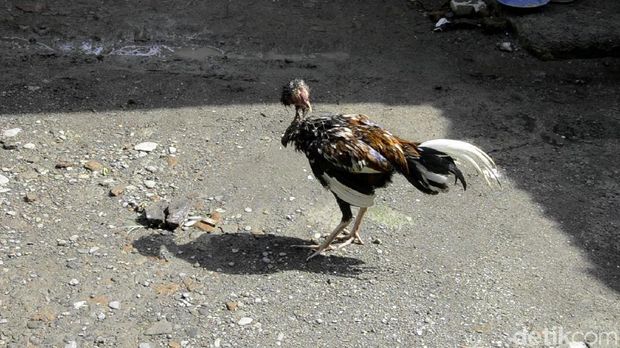Detail Gambar Memotong Ayam Aduan Nomer 29