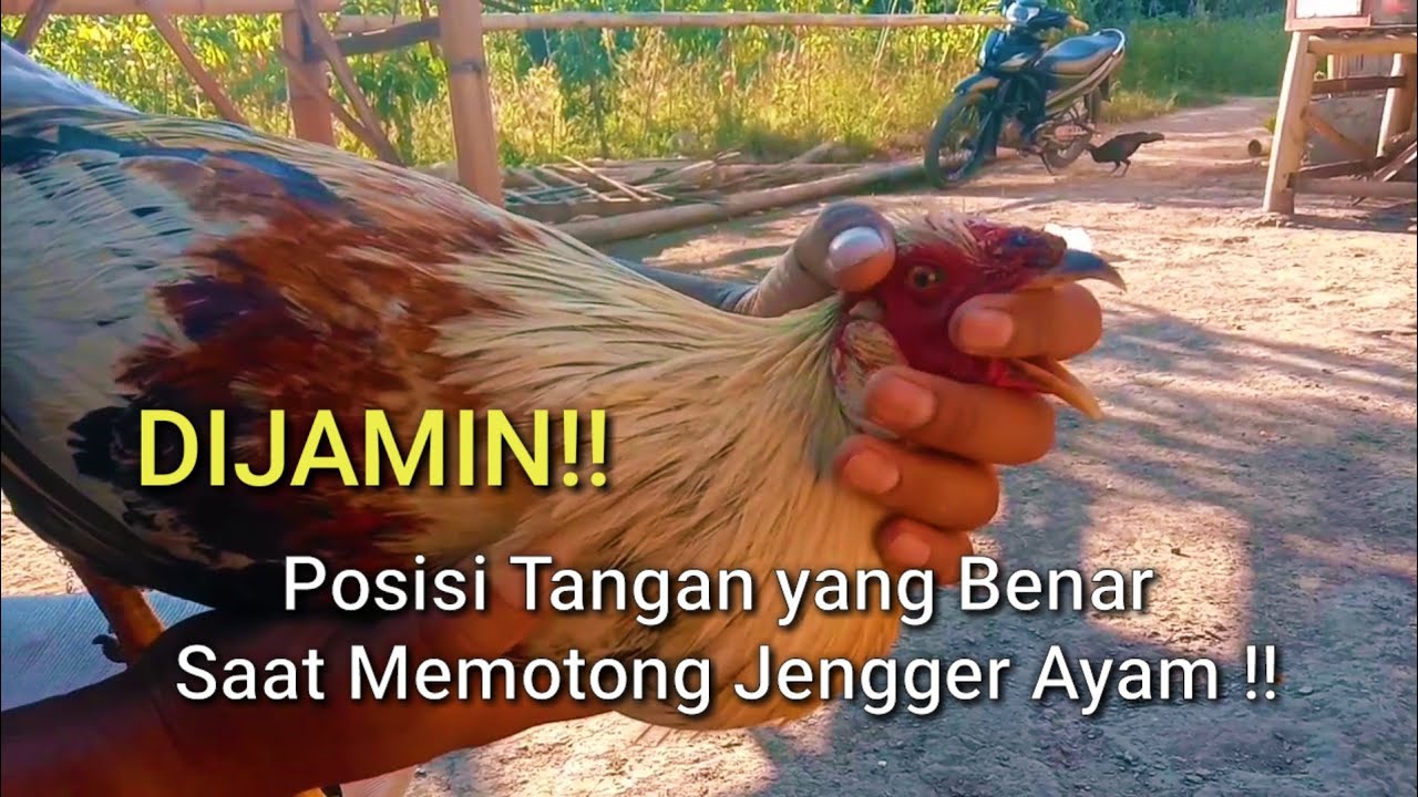 Detail Gambar Memotong Ayam Aduan Nomer 30