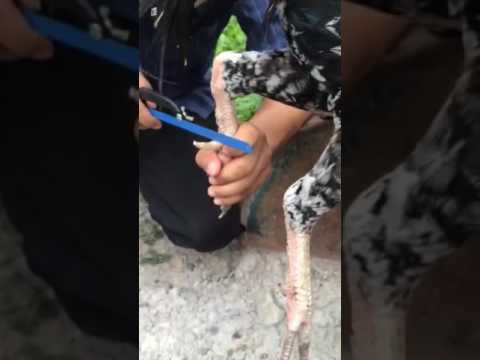 Detail Gambar Memotong Ayam Aduan Nomer 31