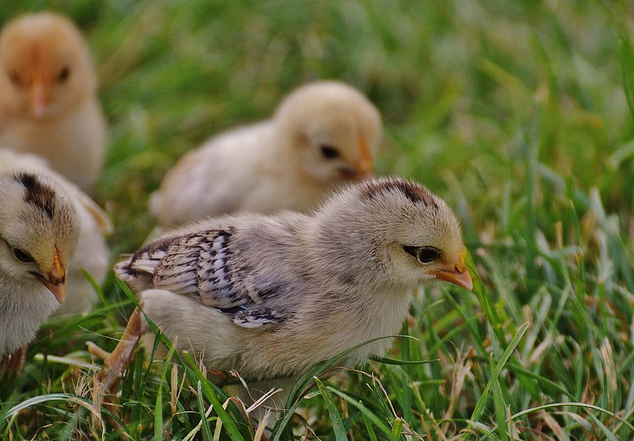 Detail Gambar Memotong Ayam Aduan Nomer 32