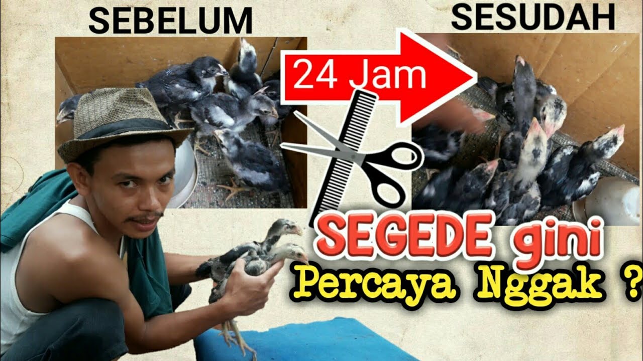 Detail Gambar Memotong Ayam Aduan Nomer 33