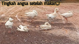 Detail Gambar Memotong Ayam Aduan Nomer 34