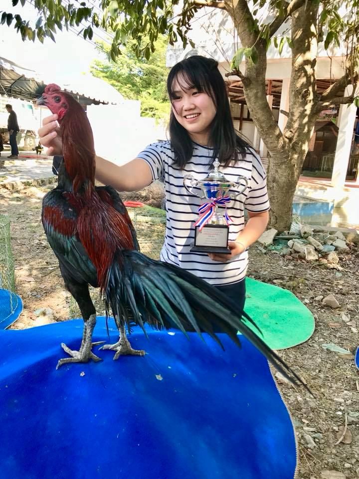 Detail Gambar Memotong Ayam Aduan Nomer 5