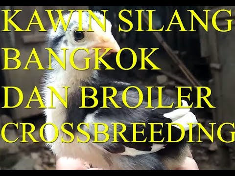 Detail Gambar Memotong Ayam Aduan Nomer 37