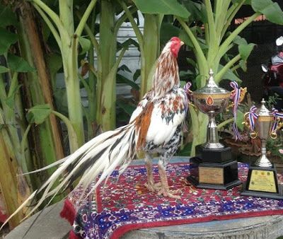 Detail Gambar Memotong Ayam Aduan Nomer 39
