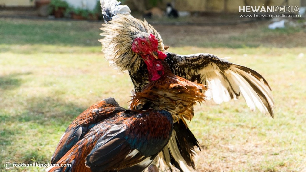 Detail Gambar Memotong Ayam Aduan Nomer 40