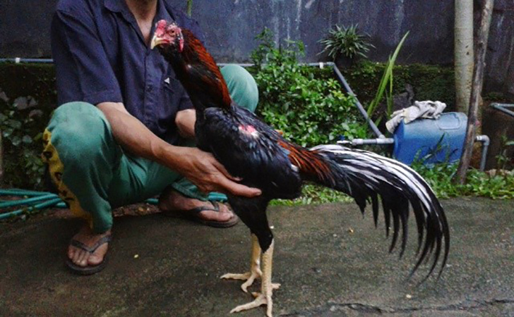 Detail Gambar Memotong Ayam Aduan Nomer 41