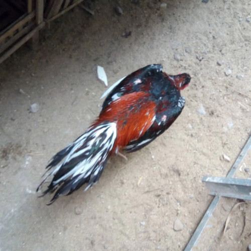 Detail Gambar Memotong Ayam Aduan Nomer 42