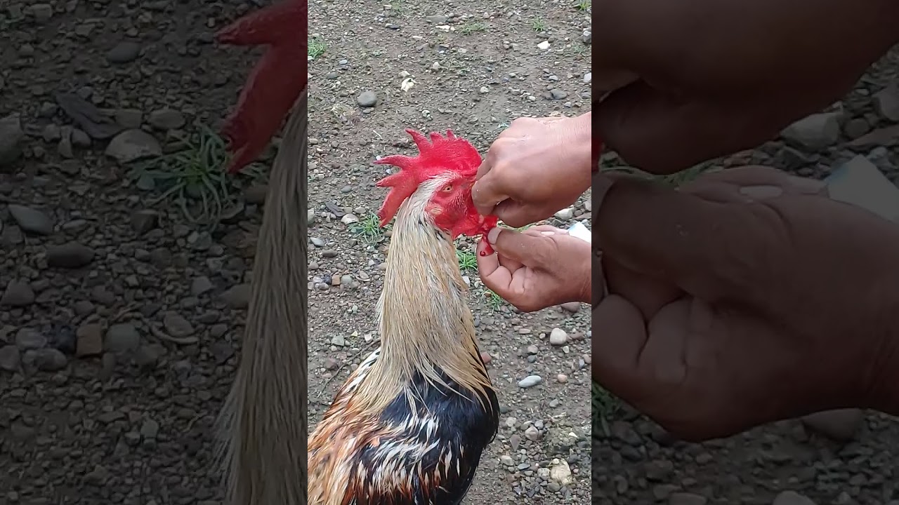 Detail Gambar Memotong Ayam Aduan Nomer 6
