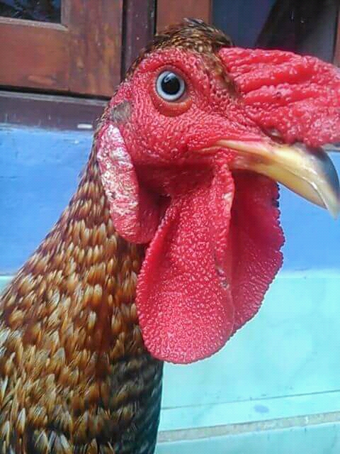Detail Gambar Memotong Ayam Aduan Nomer 44
