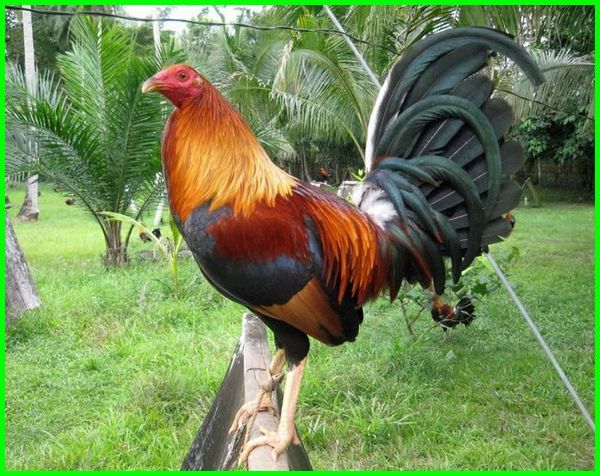 Detail Gambar Memotong Ayam Aduan Nomer 45