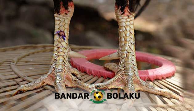 Detail Gambar Memotong Ayam Aduan Nomer 46
