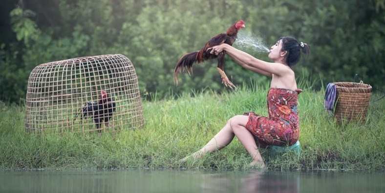 Detail Gambar Memotong Ayam Aduan Nomer 49
