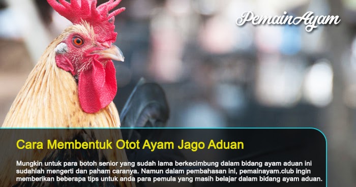 Detail Gambar Memotong Ayam Aduan Nomer 51