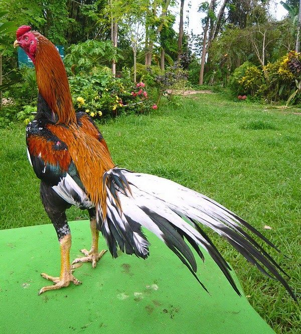 Detail Gambar Memotong Ayam Aduan Nomer 7