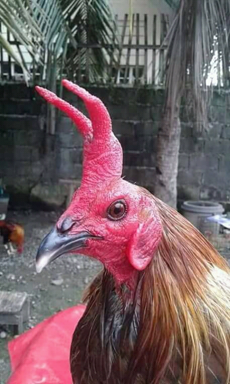 Detail Gambar Memotong Ayam Aduan Nomer 8