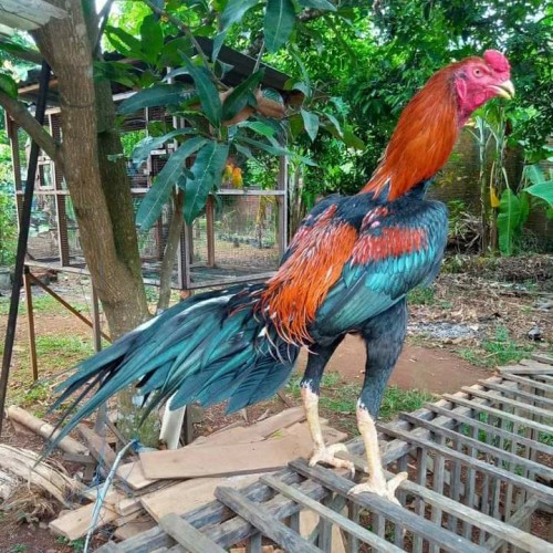 Detail Gambar Memotong Ayam Aduan Nomer 9