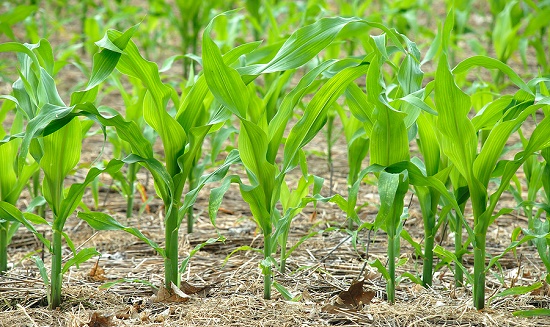 Detail Gambar Menanam Jagung Nomer 16