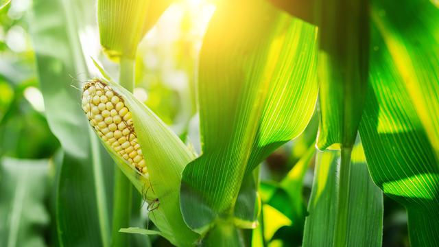 Detail Gambar Menanam Jagung Nomer 17