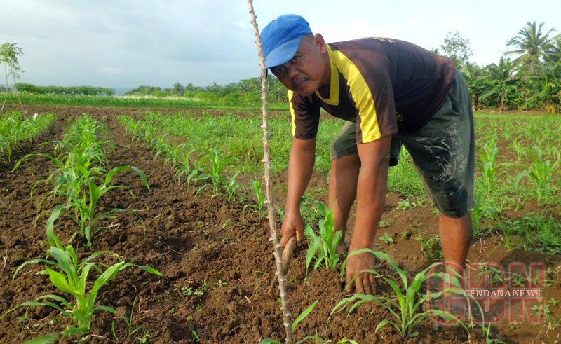 Detail Gambar Menanam Jagung Nomer 18