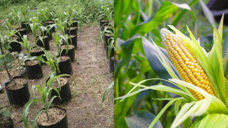 Detail Gambar Menanam Jagung Nomer 22