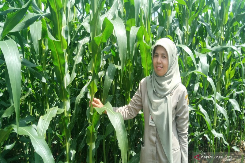 Detail Gambar Menanam Jagung Nomer 30