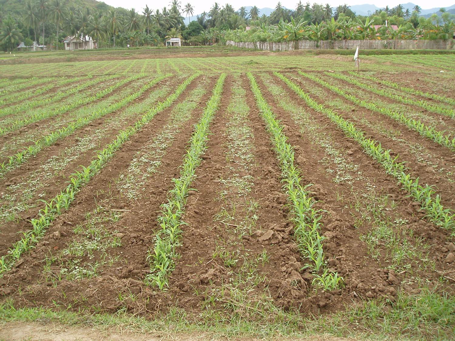 Detail Gambar Menanam Jagung Nomer 39