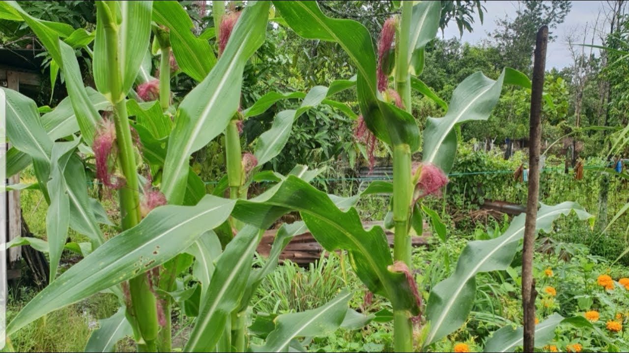 Detail Gambar Menanam Jagung Nomer 40