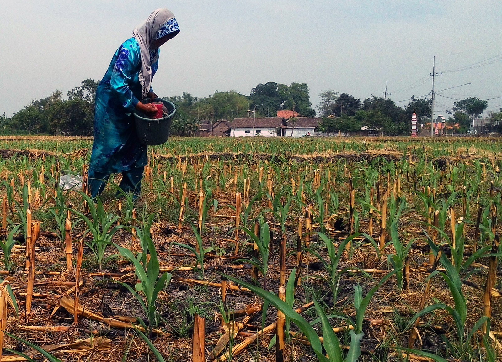 Detail Gambar Menanam Jagung Nomer 50