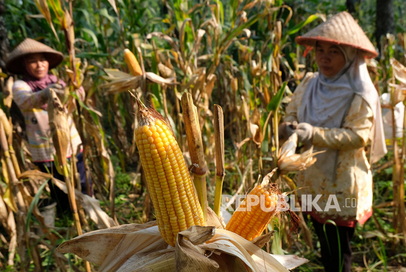 Detail Gambar Menanam Jagung Nomer 5