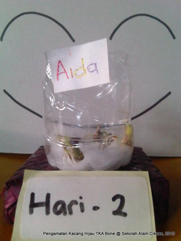 Detail Gambar Menanam Kacang Hijau Dari Awal Sampai Masa Panen Aida Nomer 3