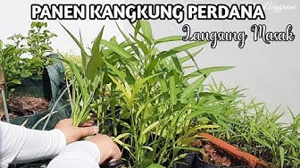 Detail Gambar Menanam Kacang Hijau Dari Awal Sampai Masa Panen Aida Nomer 42